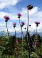 Melancholy Thistle - Cirsium heterophyllum (L.) Hill