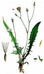 Kleinköpfiger Pippau - Crepis capillaris (L.) Wallr. 