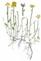 Winged Greenweed - Genista sagittalis L.