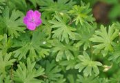 Bloody Crane's-Bill - Geranium sanguineum L.