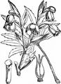 Stinkende Nieswurz - Helleborus foetidus L.