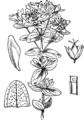 Hypericum tetrapterum (Geflügeltes Johanniskraut) aus Fitch et al. (1924)