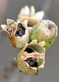 Gewöhnliches Leinkraut - Linaria vulgaris Mill.