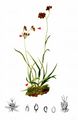 Alpine Wood-Rush - Luzula alpinopilosa (Chaix) Breistr.
