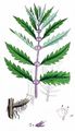 Gipsywort - Lycopus europaeus L.
