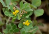 Bur Medick - Medicago minima (L.) L.