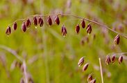 Buntes Perlgras - Melica picta K. Koch