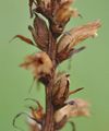 Ivy Broomrape - Orobanche hederae Duby