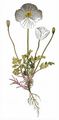 Dwarf Poppy - Papaver alpinum agg. 
