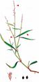 Small Water-Pepper - Persicaria minor (Huds.) Opiz