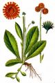 Orangerotes Habichtskraut - Pilosella aurantiaca (L.) F. W. Schultz & Sch. Bip.