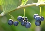 Solomon's-Seal - Polygonatum multiflorum (L.) All.