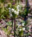 Cut-Leaved Selfheal - Prunella laciniata (L.) L.