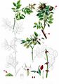 Scentless Rose - Rosa inodora Fr.