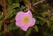 Sherard's Downy-Rose - Rosa sherardii Davies