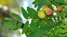 Service-Tree - Sorbus domestica L.