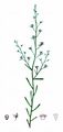 Mittleres Leinblatt - Thesium linophyllon L.