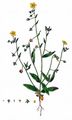 Spotted Rock-Rose - Tuberaria guttata (L.) Fourr.