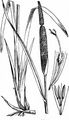 Bulrush - Typha latifolia L.