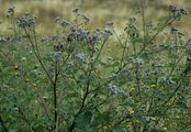 Woolly Burdock - Arctium tomentosum Mill.