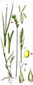 Oval Sedge - Carex leporina L.