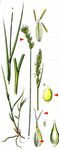 Hasenpfoten-Segge - Carex leporina L. 