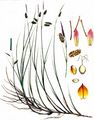 Schlamm-Segge - Carex limosa L.