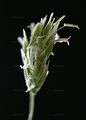 Wood Fescue - Drymochloa sylvatica (Pollich) Holub