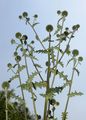 Glandular Globe-Thistle - Echinops sphaerocephalus L.