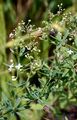 Glattes Wald-Labkraut - Galium intermedium Schult.