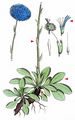 Blue Daisy - Globularia bisnagarica L.