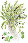Kahles Bruchkraut - Herniaria glabra L. 