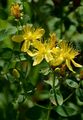 Blüten von Hypericum maculatum Crantz - Geflecktes Johanniskraut (Hypericaceae)