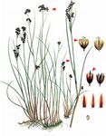 Alpen-Binse - Juncus alpinoarticulatus Chaix 