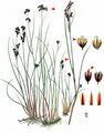 Alpine Rush - Juncus alpinoarticulatus Chaix