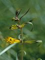 Wald-Wachtelweizen - Melampyrum sylvaticum L.