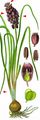 Grape-Hyacinth - Muscari neglectum Guss. ex Ten.