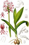 Affen-Knabenkraut - Orchis simia Lam. 