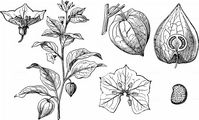 Japanese-Lantern - Physalis alkekengi L.