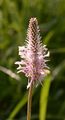 Mittel-Wegerich - Plantago media L.