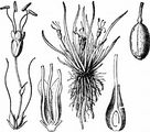 Europäischer Strandling - Plantago uniflora L.