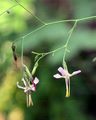 Purple Lettuce - Prenanthes purpurea L.