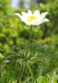 Alpine Anemone - Pulsatilla alpina (L.) Delarbre