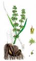 Fluß-Ampfer - Rumex hydrolapathum Huds.