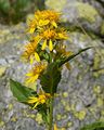 Gewöhnliche Goldrute - Solidago virgaurea L.