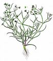 Greater Sea-Spurrey - Spergularia media (L.) C. Presl