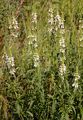 Aufrechter Ziest - Stachys recta L.