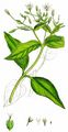 Hain-Sternmiere - Stellaria nemorum L.