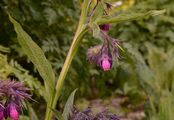 Common Comfrey - Symphytum officinale L.