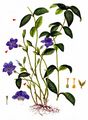 Lesser Periwinkle - Vinca minor L.